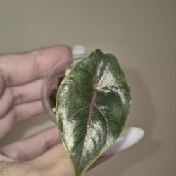 BVP - фото 5