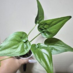 BVP - фото 6