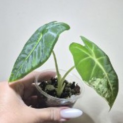 BVP - фото 7