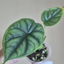 BVP - фото 8