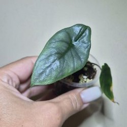 BVP - фото 10