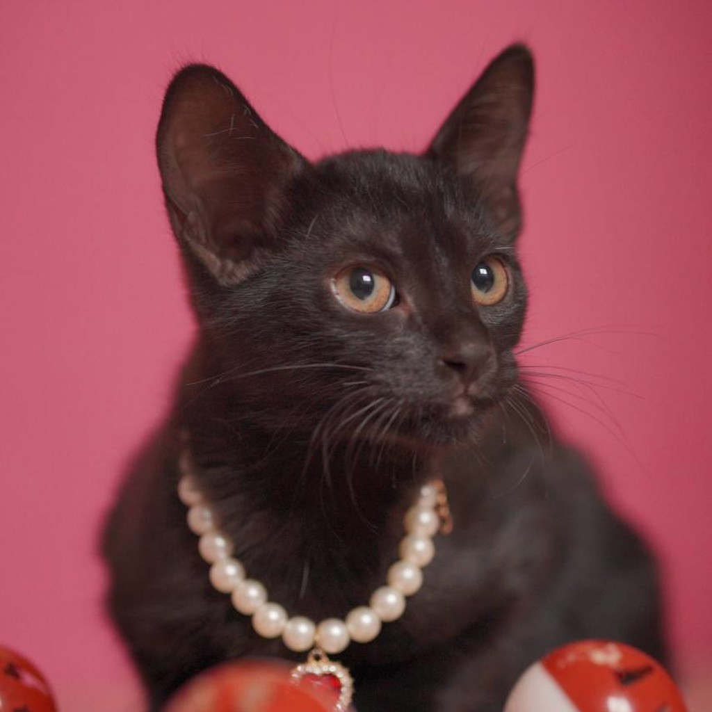 Котенок Робин