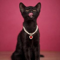 Котенок Робин - фото 2