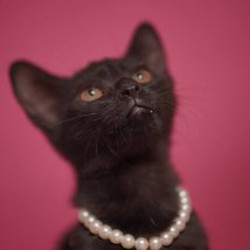 Котенок Робин - фото 3