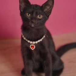 Котенок Робин - фото 5