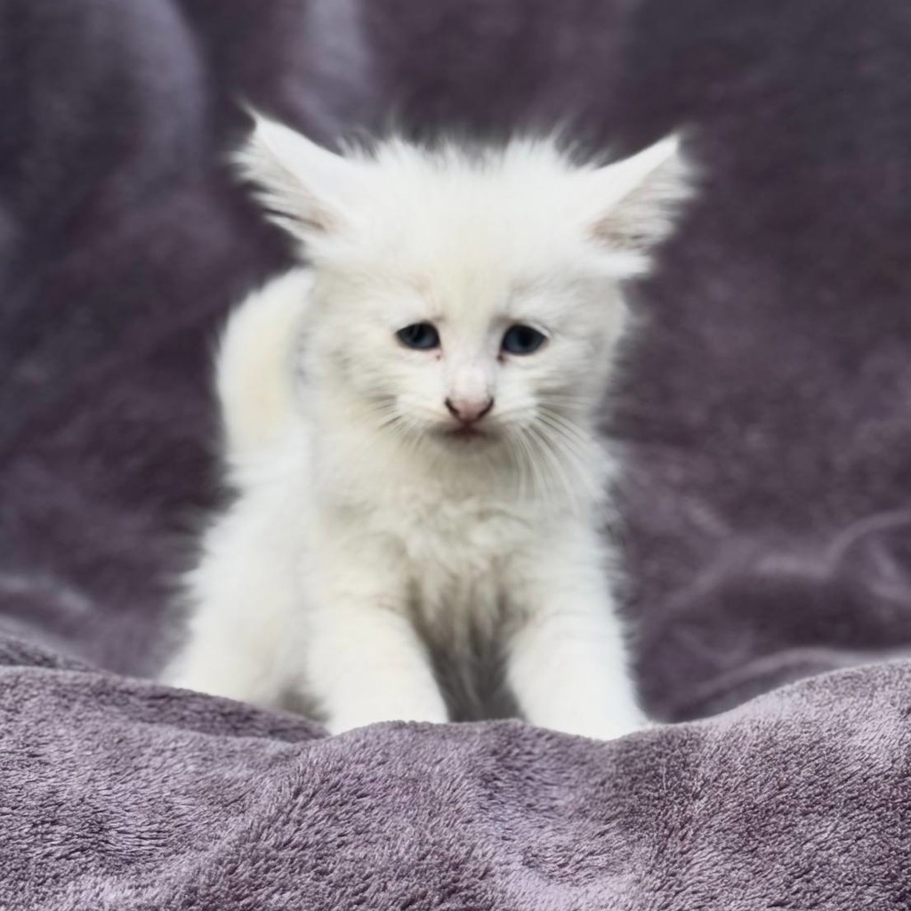 Кошечка