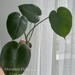 Бегония Black Mamba - фото 1
