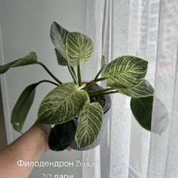 Бегония Black Mamba - фото 2