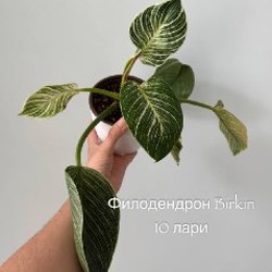 Бегония Black Mamba - фото 3