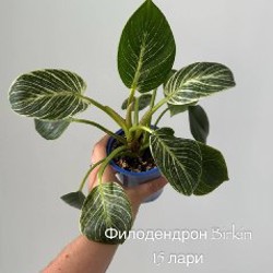 Бегония Black Mamba - фото 4
