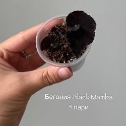 Бегония Black Mamba - фото 5