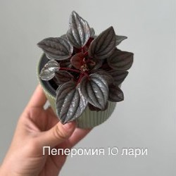 Бегония Black Mamba - фото 6