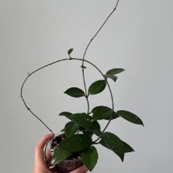 Бегония Black Mamba - фото 8