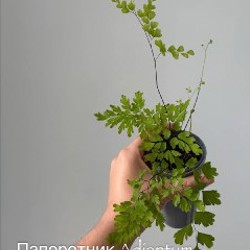 Бегония Black Mamba - фото 9