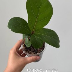 Бегония Black Mamba - фото 10