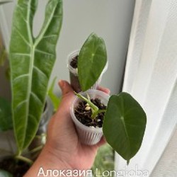 Папоротник Адиантум - фото 10