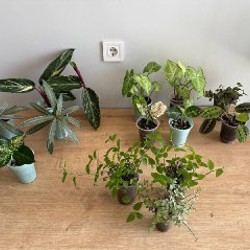 Комнатные растения - фото 7