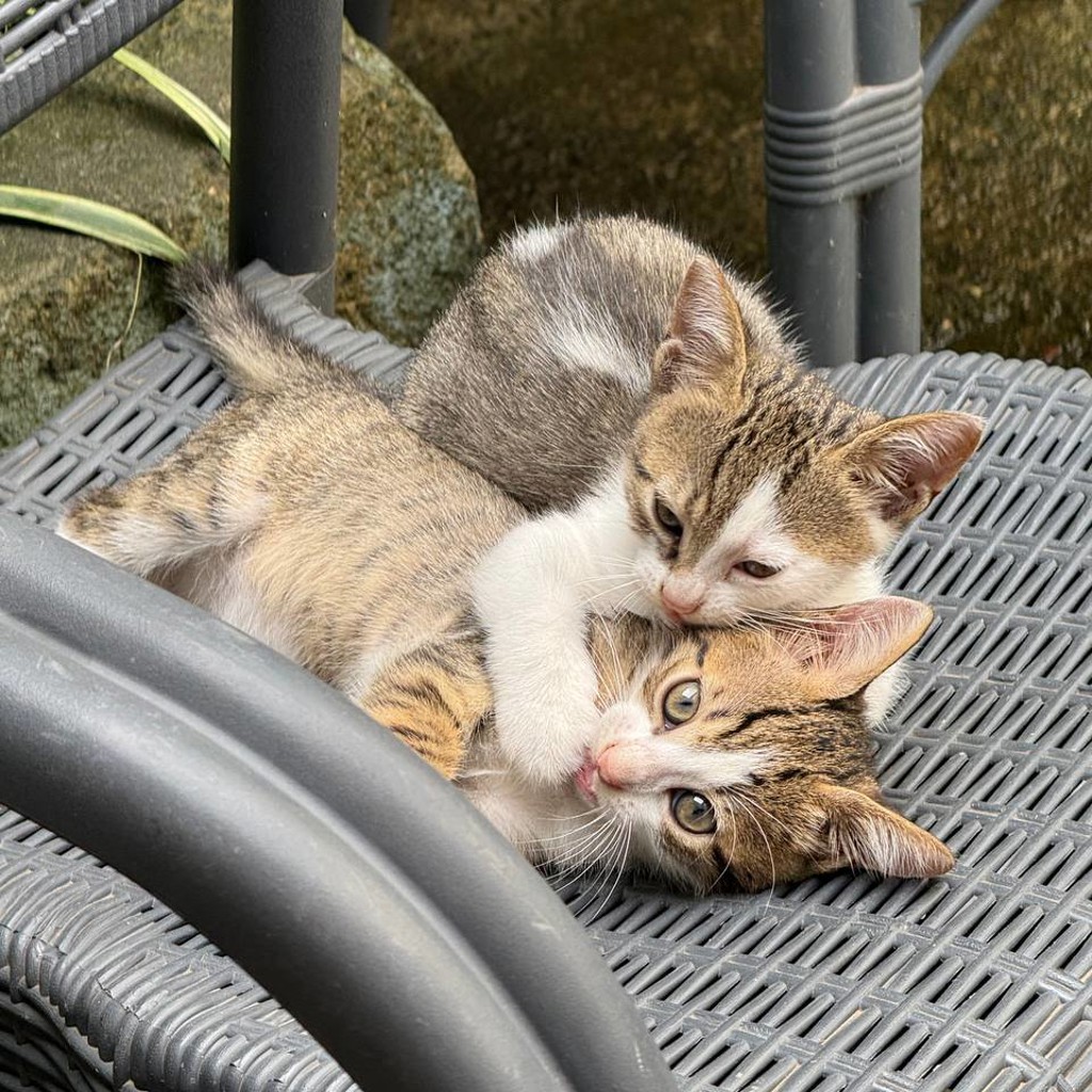 Котята