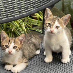 Котята - фото 2