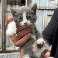 Котята - фото 3