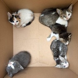 Котята - фото 4