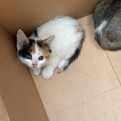 Котята - фото 5