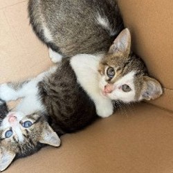 Котята - фото 6