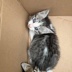 Котята - фото 7