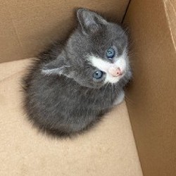 Котята - фото 8