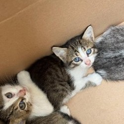 Котята - фото 9