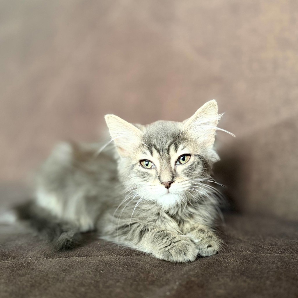Котёнок