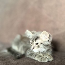 Котёнок - фото 2