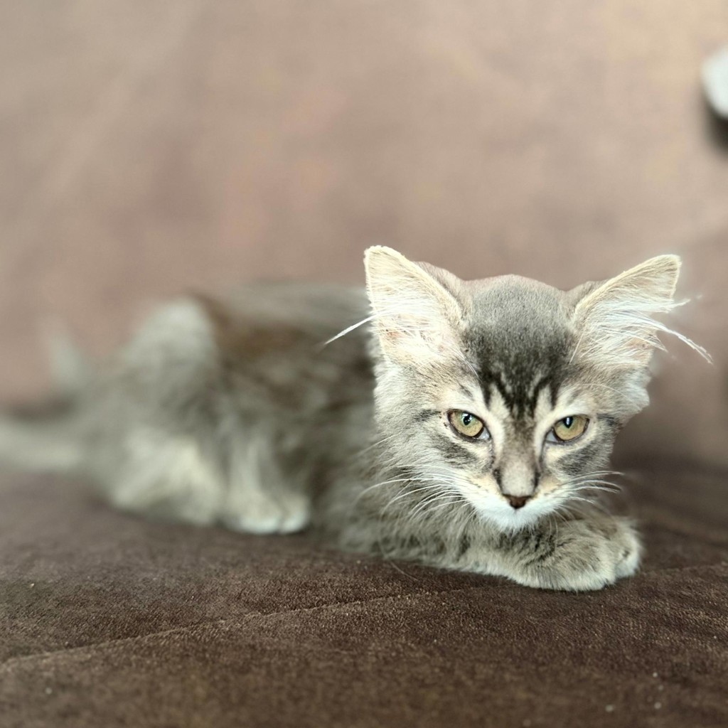 Котенок