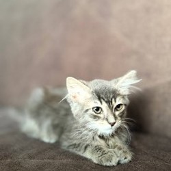 Котенок - фото 2