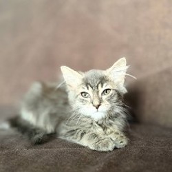 Котенок - фото 3