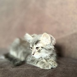 Котенок - фото 4