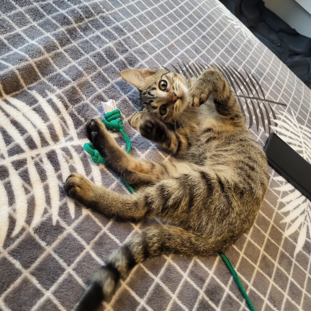 Котенок
