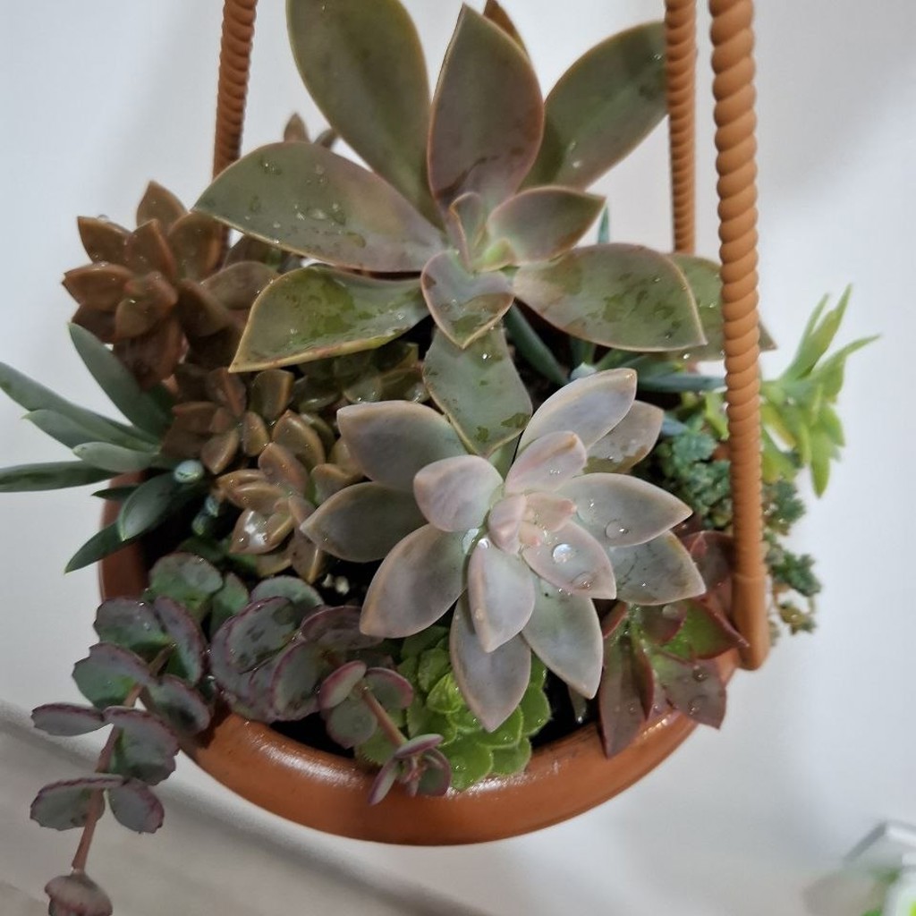 Суккуленты