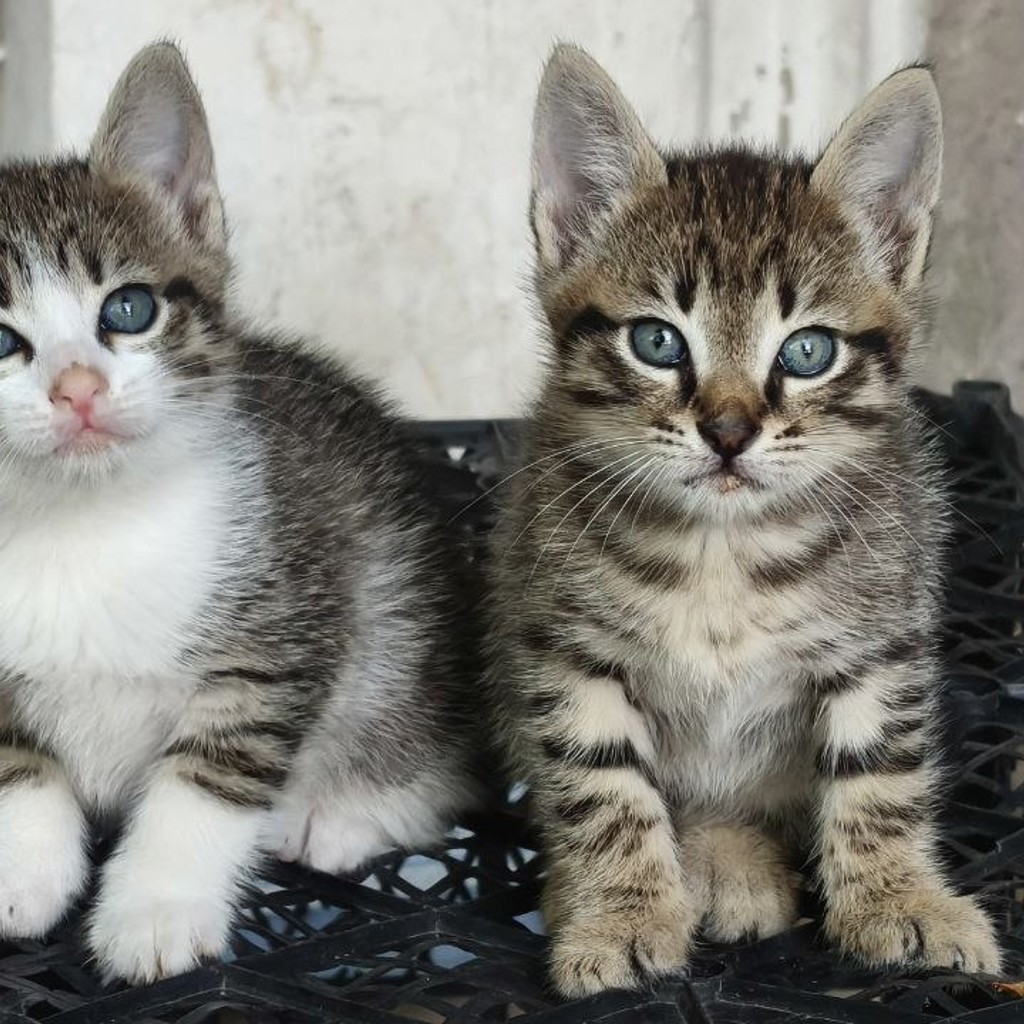 Котята