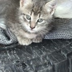 Котята - фото 2