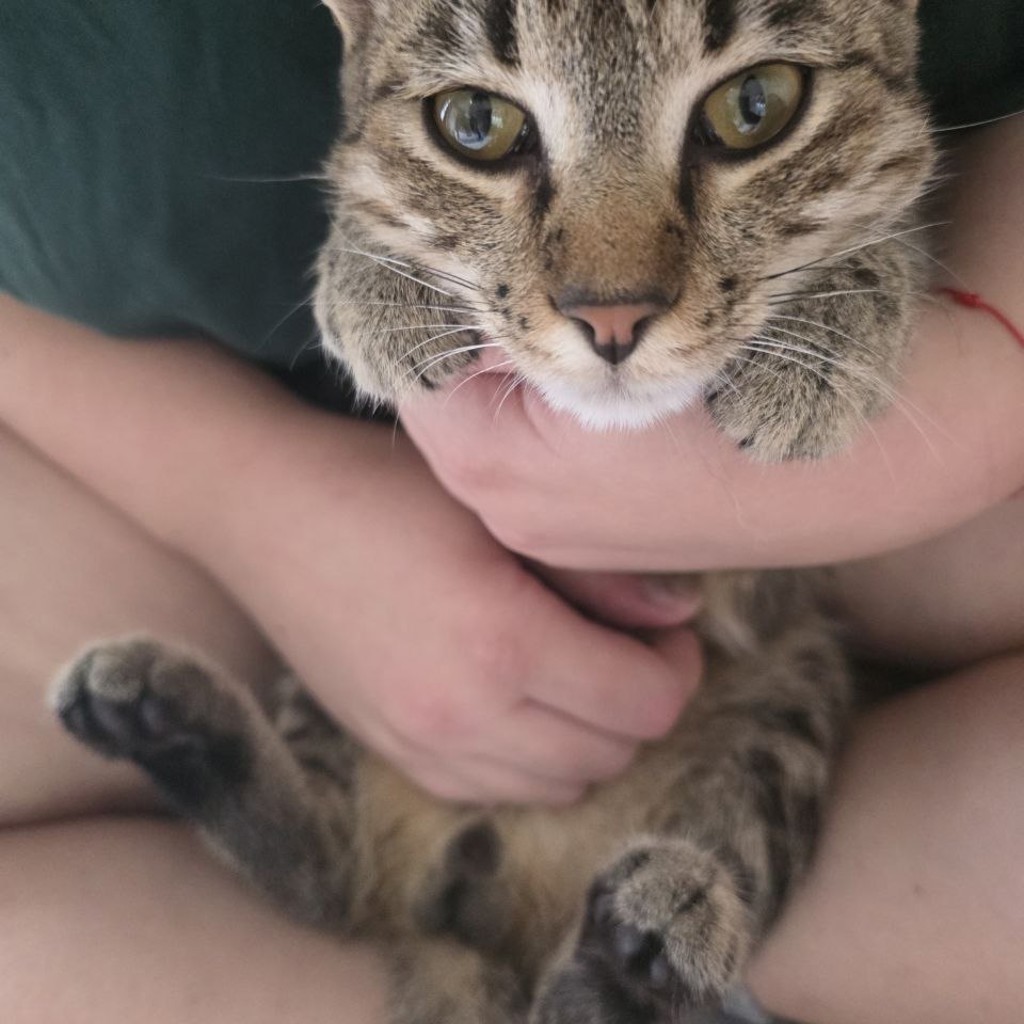 Кот
