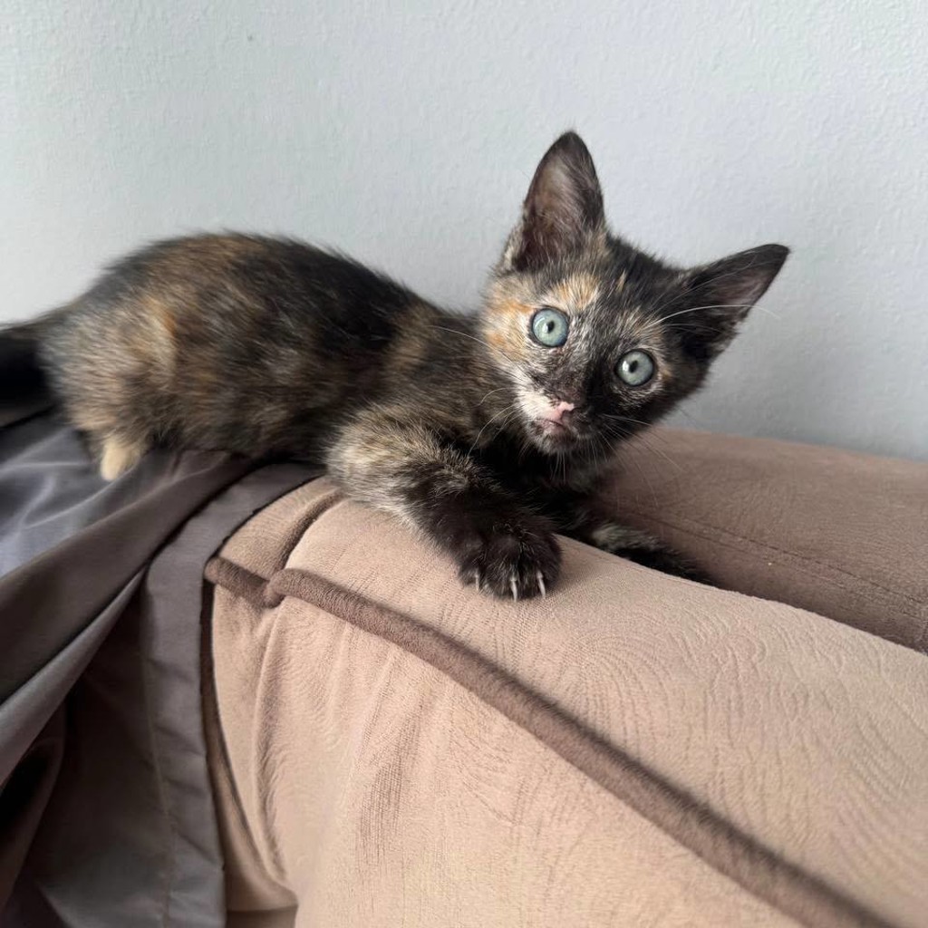 Котенок