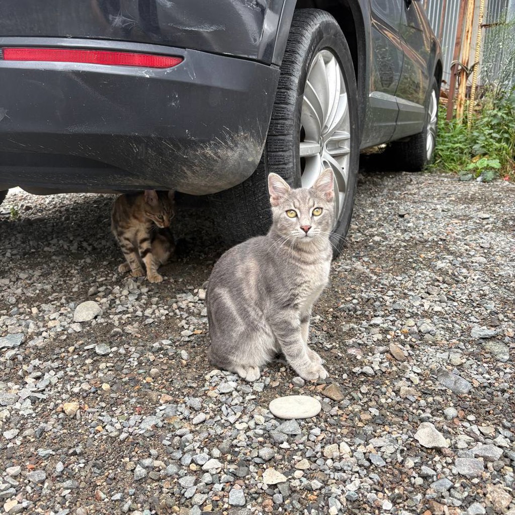 Котик