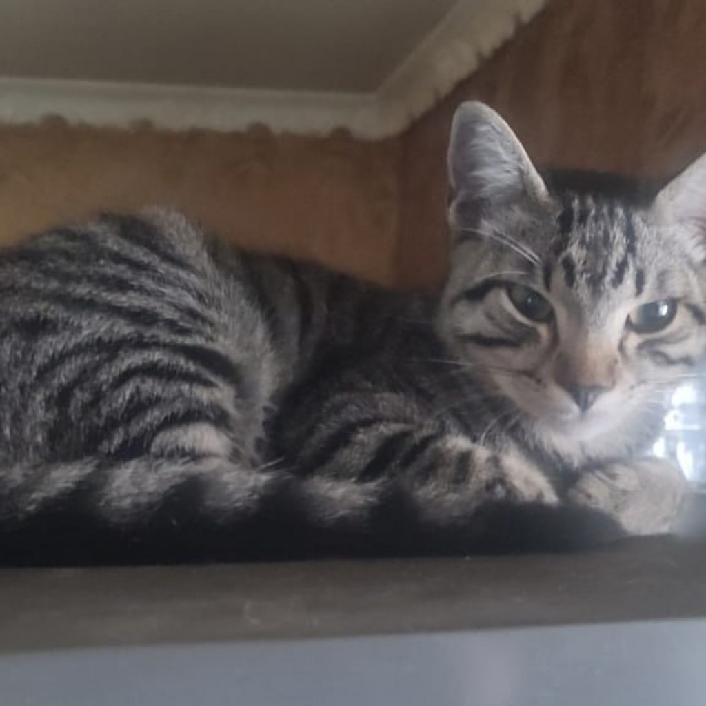 Кот