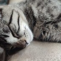 Потерянный кот - фото 2