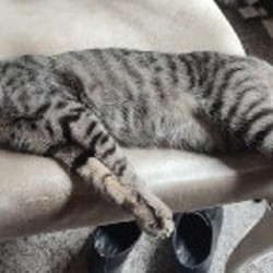 Потерянный кот - фото 3