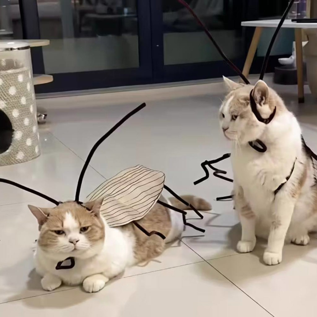 Костюм таракана для кота