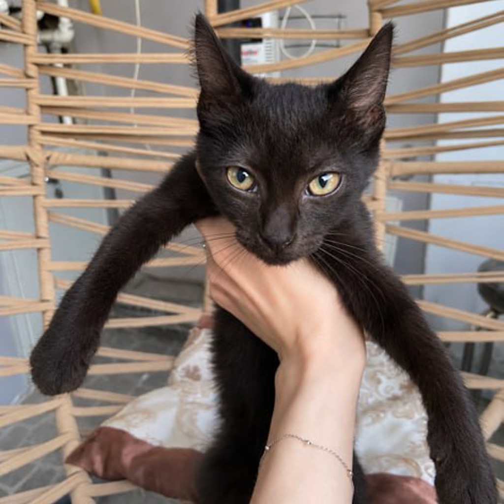 Котенок