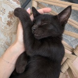 Котенок - фото 2