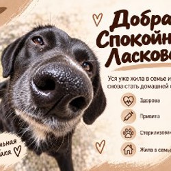 Уся (Луна) - фото 3